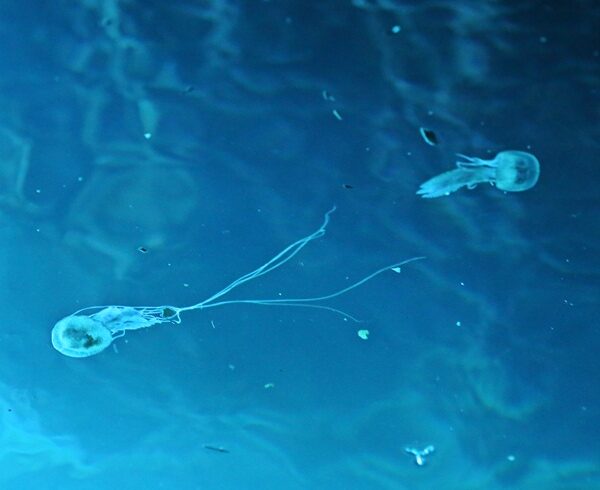 Two jellyfish swimming in the Blue Cave, Croatia.