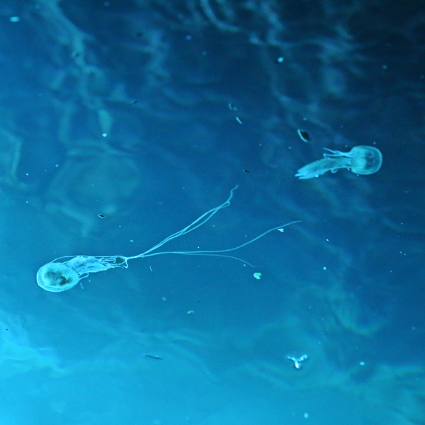 Two jellyfish swimming in the Blue Cave, Croatia.